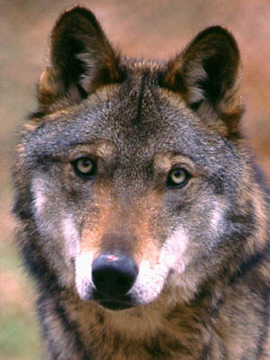 Nel Parco Il lupo un animale difficile da avvistare di abitudine 